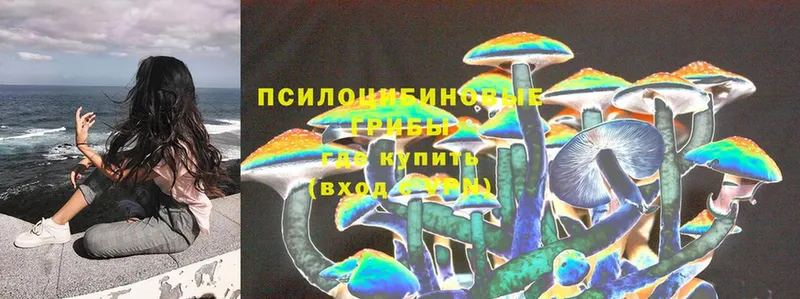 Псилоцибиновые грибы Psilocybine cubensis  Мыски 